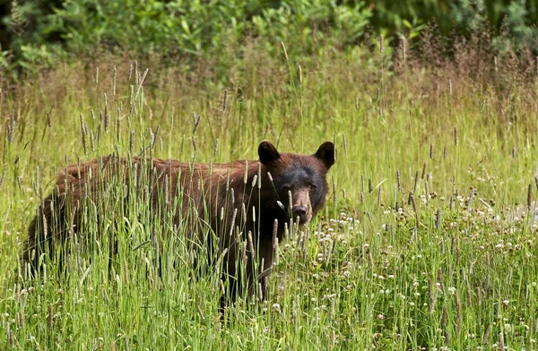 Oso negro en verano — Foto de Stock