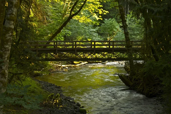Most lasu — Zdjęcie stockowe