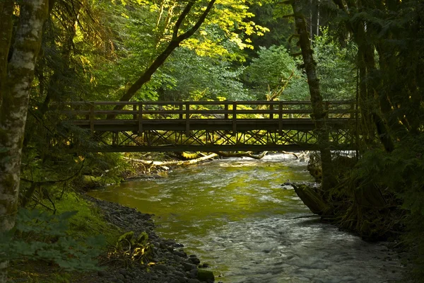 Forest Bridge — Stock Photo, Image