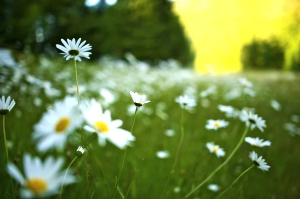 Flores silvestres — Foto de Stock