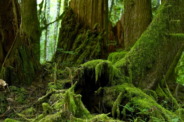 Mossy Forest Details — Stockfoto