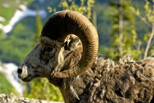 Cabeza de carnero con grandes cuernos — Foto de Stock