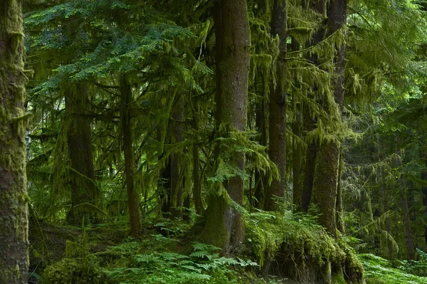 Skogen — Stockfoto