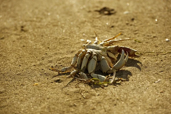 死蟹 — 图库照片
