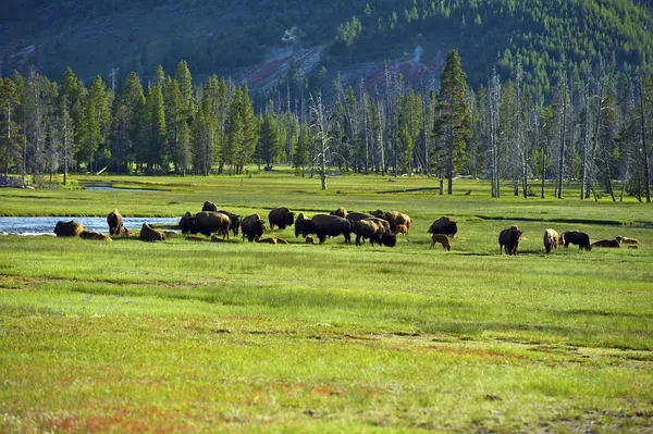 Американский Буффало в Йеллоустон — стоковое фото