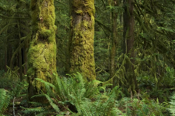 Floresta tropical do estado de Washington — Fotografia de Stock