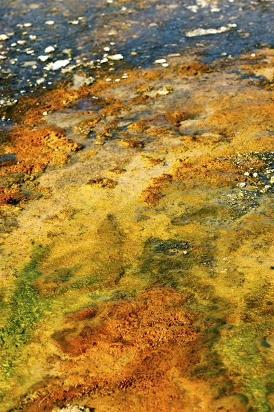 Yellowstone duim close-up — Stockfoto