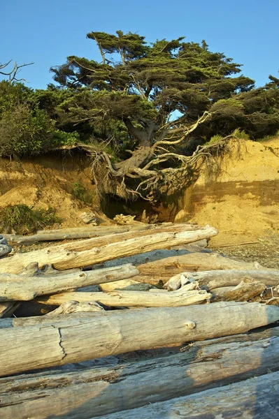 Levitating Beach Tree — Stock Photo, Image