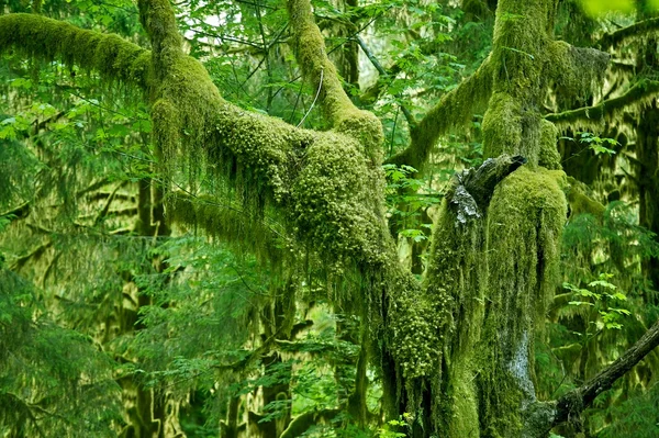 Mossy boom — Stockfoto