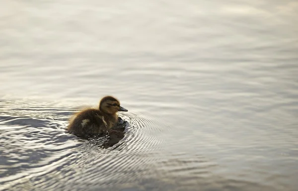 Young Shaggy Duck — Stock Photo, Image