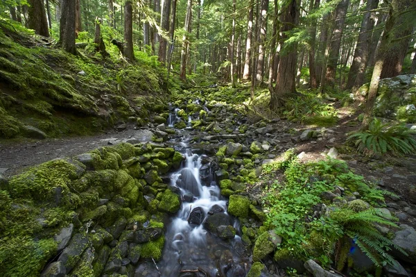 Olympisch bos — Stockfoto