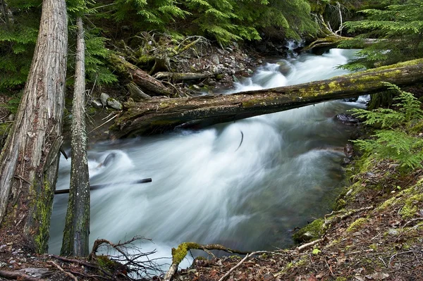 Ruscello forestale — Foto Stock