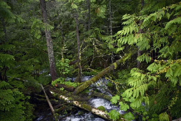Kleine woud creek — Stockfoto