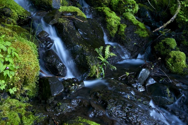 Yosunlu creek — Stok fotoğraf