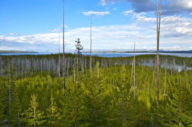 Yellowstone Panorama