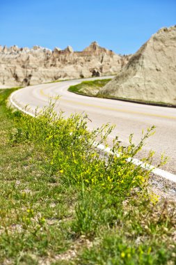 Badlands kır çiçekleri