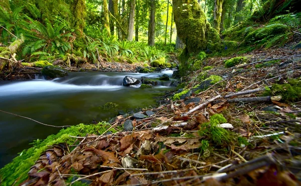 Foresta pluviale di Washington — Foto Stock