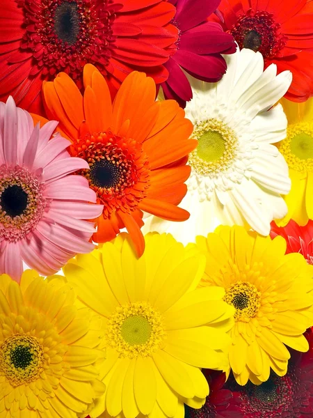 Gerberas Background — Stock Photo, Image