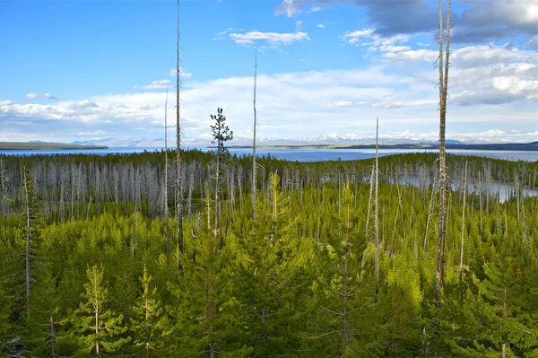 Panorama de Yellowstone — Fotografia de Stock