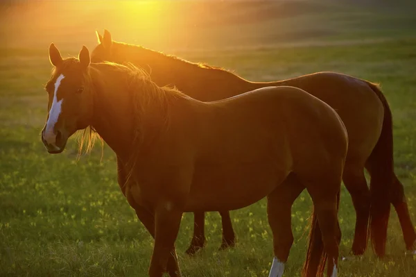 Hästar och solnedgång — Stockfoto