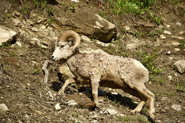 Montana bighorn får — Stockfoto