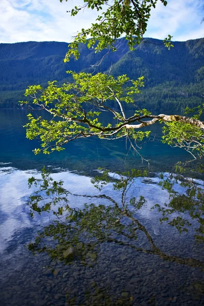 Cabang Danau Crescent — Stok Foto