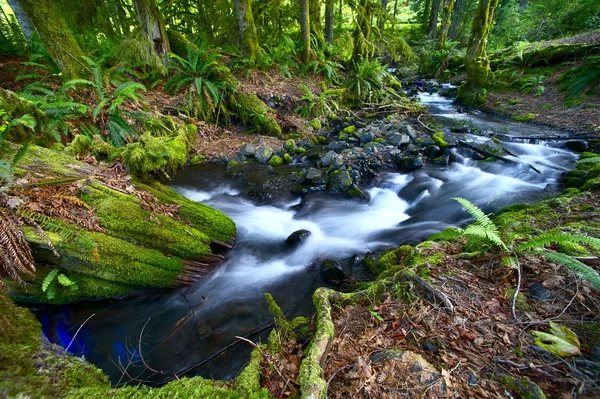 Riacho da floresta tropical — Fotografia de Stock