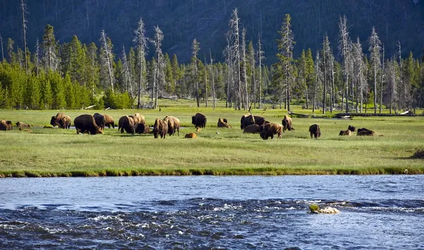 Yellowstone landschappen — Stockfoto