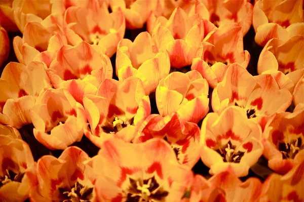 Orange Tulips Bunch — Stock Photo, Image