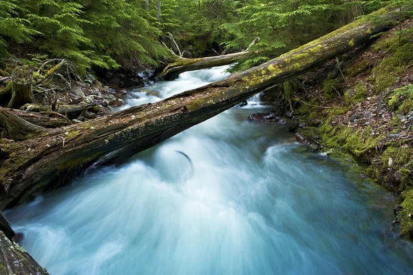 Forest Creek — Stock Photo, Image