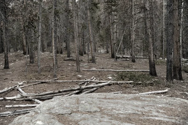 Мертвый лес — стоковое фото