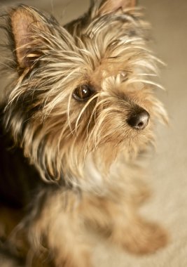 Tatlı köpekçik