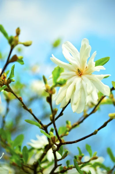 Ster van de magnolia - stellata — Stockfoto