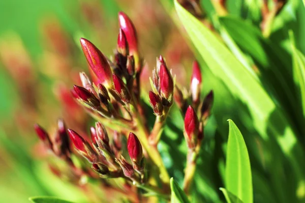 Botões de primavera — Fotografia de Stock