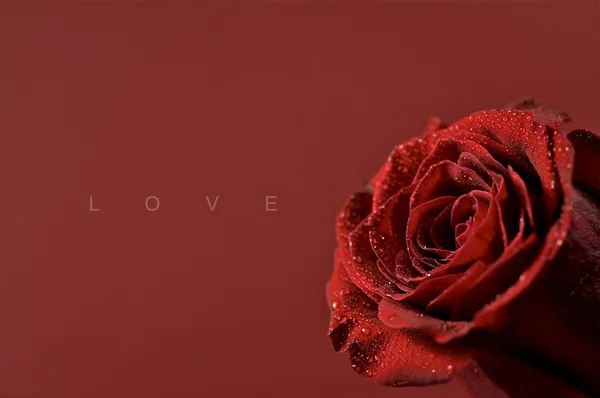Love Theme — Stock Photo, Image