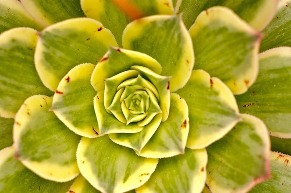 Kleine cactus close-up — Stockfoto