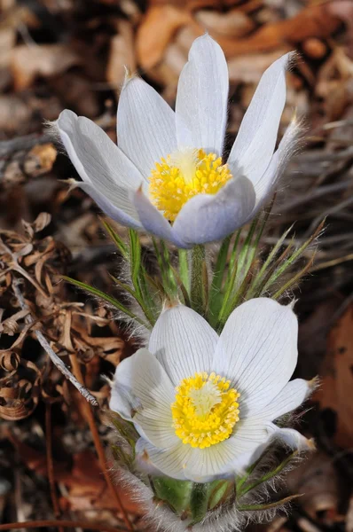 Colorado Wildflowers — Stock Photo, Image