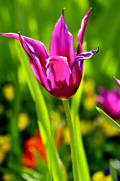 Un bellissimo tulipano — Foto Stock