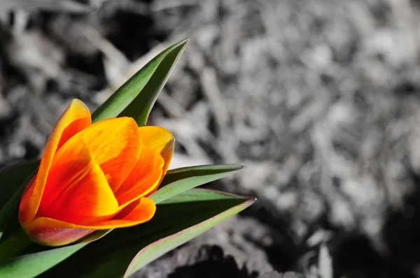 Colori della primavera — Foto Stock