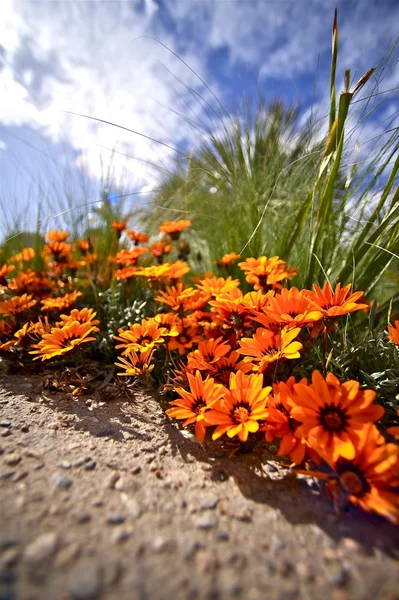 Pequenas flores de laranja — Fotografia de Stock