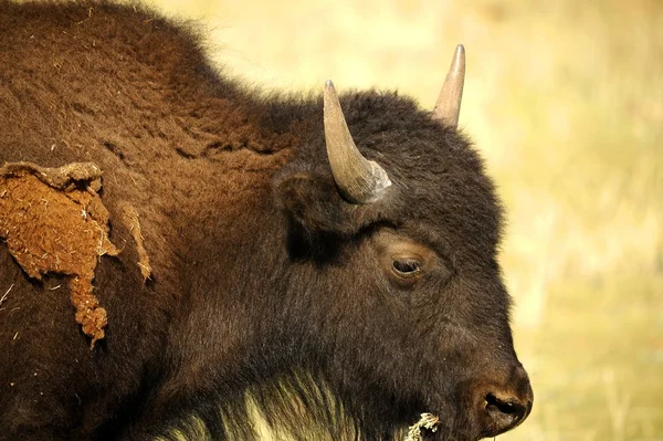 Wild buffalo — Stockfoto