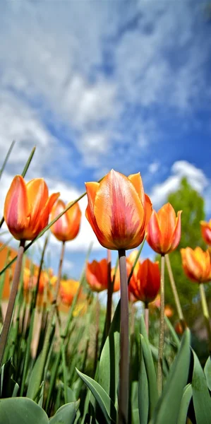 Tulipas floridas — Fotografia de Stock