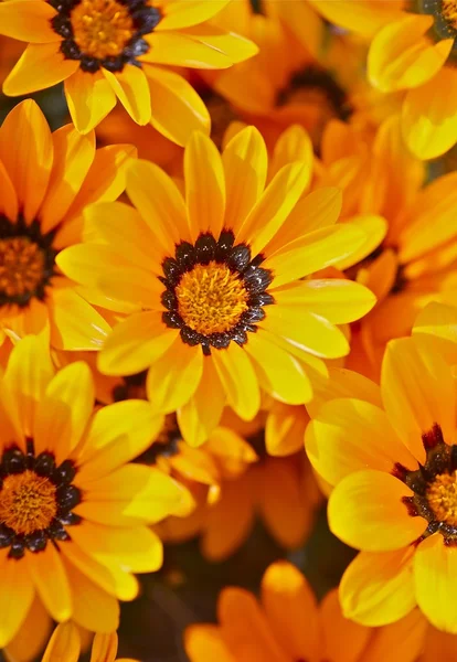 Orange Flowers Closeup — Stock Photo, Image