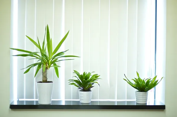 Window Plants — Stock Photo, Image