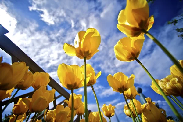 Yellow Blossom Tulips — Stock Photo, Image