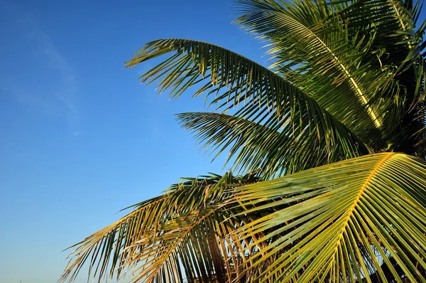 Folhas de palma — Fotografia de Stock