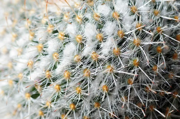 Macro di cactus foto — Foto Stock