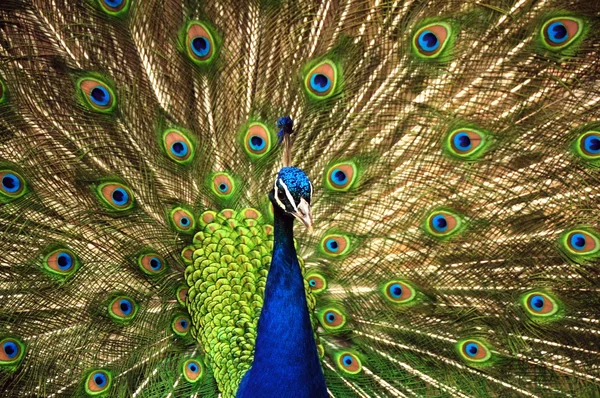 The Peacock — Stock Photo, Image