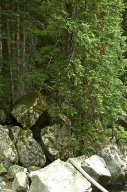 Merkezi colorado orman