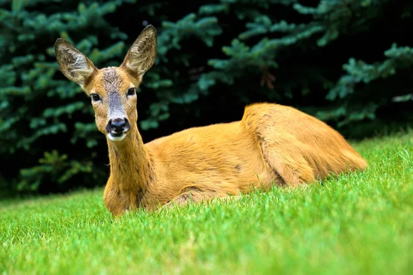 Laying Deer — Stock Photo, Image